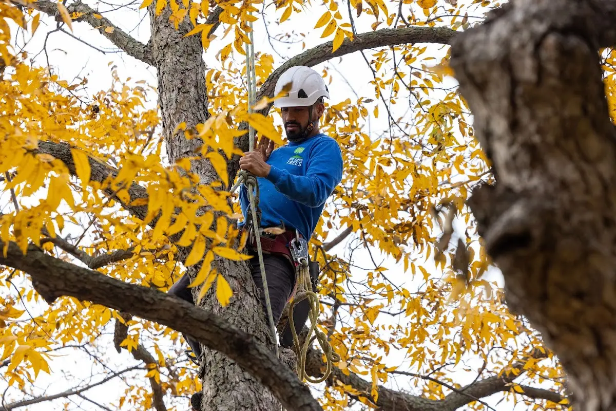 Skilled Tree Planting crew working in Park City